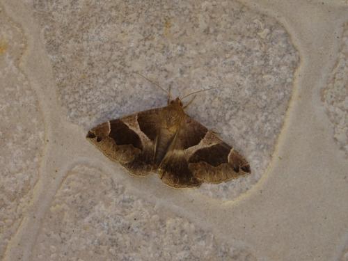 Réf. 252 725 : Dysgonia algira